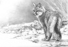 Gray Fox Study